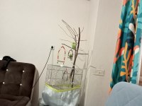 3.5 aylık biri dişi ve biri erkek muhabbet kuşu