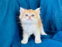 Şecereli Golden British Longhair Yavrular