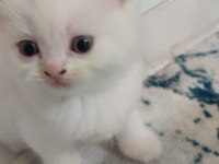 KEDİLERİMİ SAHİPLENDİRMEK İSTİYORUM