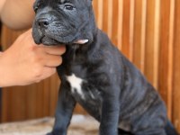 Dev Adayları Cane Corso
