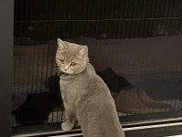 British shorthair kızımız Maya için ömürlük yuva arıyoruz