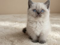 Muhteşem British Shorthair Yavrular