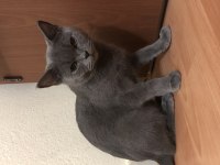 Çok uysal british shorthair