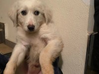 Golden retriever ankara çok acil yuva