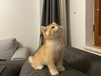 Şecereli golden ny12 dişi british shorthair