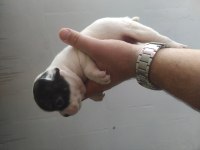 French bulldog fawn yavruları