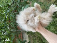 HOLLANDA LOP VE HOLLANDA MİNİ LOP TAVŞANLAR