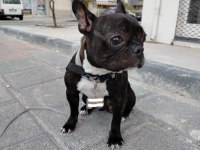 EĞİTİMLİ FRENCH BULLDOG DİŞİ ACİL