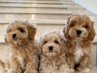 A++ Kalite Maltipoo Bebekler