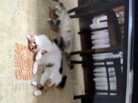 1 yaşında calico iki kız kardeş kediler