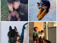 SAFKAN GENÇ ERKEK ALMAN ÇOBAN KÖPEĞİ