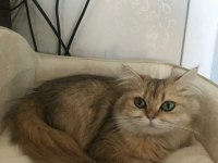 Ücretsiz sahiplendirme kedimiz
