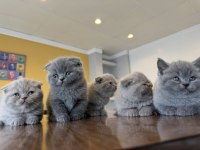 KEDİCİDEN RENK RENK BRITISH SHORTHAIR YAVRULARI ANKARA