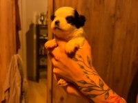 Şivava Köpekler Ailesini Arıyor