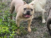 Exotic İsabela French Bulldog Erkek