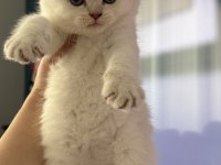 Scottish fold kedisi