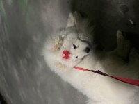 Çin Aslanı Şila 8 Aylık Beyaz (Bacağında Mantar Oluştu)