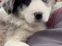 Çok iyi border collie yavruları İstanbul