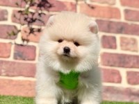 Pomeranian boo 2.5 aylık dişi erkek