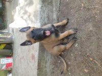 Belçika kurdu (Malinois)