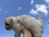 SAFKAN MALTESE YAVRU ÖZEL AİLESİNİ BEKLİYOR