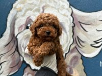 DÜNYA TATLISI TOY POODLE BEBEKLER