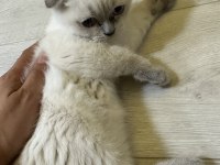 26 Nisan Doğumlu Scottish Fold Bebekler