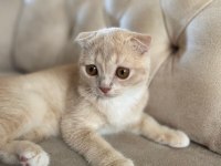 Scottish fold yavrularımız sahiplendirilmeye hazır