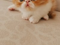 45 günlük safkan exotic shorthair
