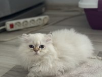 Dünyalar güzeli scottish fold bebekler