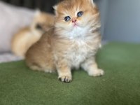 British Longhair Erkek 
