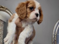 Ev ortamından safkan cavalier king charles yavrular