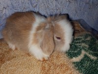 Teddy lop tavşan yavrular mavi göz