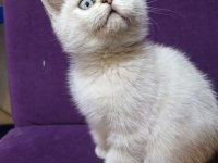 Dişi 2 aylık british shorthair