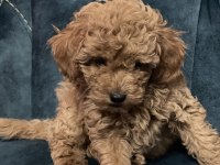 Orijinal toy poodle aşıları tam ev doğumlu