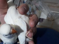 Yerli üretim bebek albino cennet papağanları