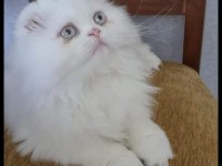 Longhair Scottish fold