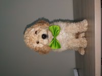 60 günlük yakışıklı poodle