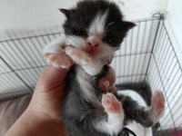 Scottish fold bebekler yuva arıyor
