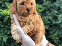 Toy Poodle Yavrular (red, red brown, silver, siyah, apricot)