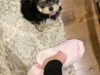 Sevgi dolu ve uyumlu yavru köpekler