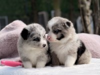 Safkan Border Collie Yavrular