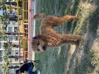 ÇİFTLEŞTİRME İLANI POODLE