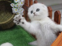 Full şecereli scottish fold yavrularım