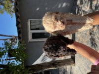 Lagotto Romagnolo Yavrularım
