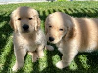 Golden retriever yavrular baby Face