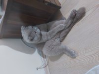 Uygun fiyata verilecek scottish fold