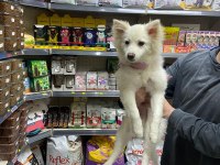 Pomeranian Spitz 4.5 Aylık