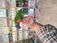EL BESLEME RAİNBOW LORİ PAPAĞANLARIMIZ GELMİŞTİR