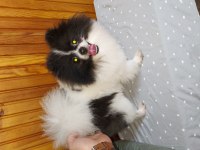 1 yaş party color erkek pomeranian